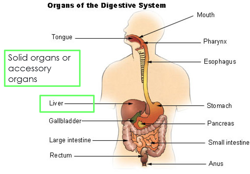 <ul><li><p><span>The liver is the body's second largest organ</span></p></li><li><p><span>Weighing around 3 pounds. It is a roughly triangular organ that extends across the entire abdominal cavity, located just lower to the diaphragm</span></p></li></ul><p></p>