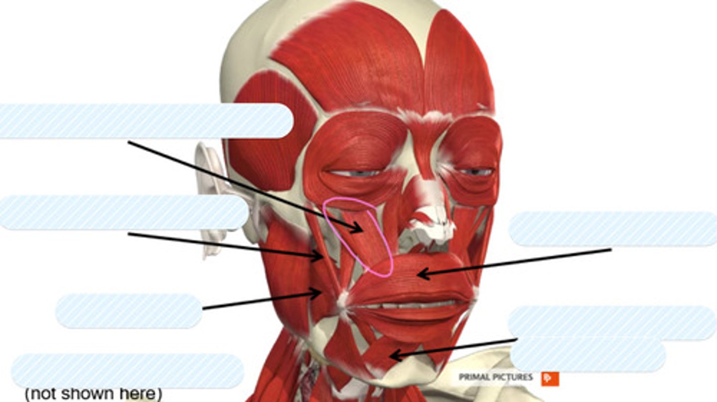 <p>label this muscle</p>