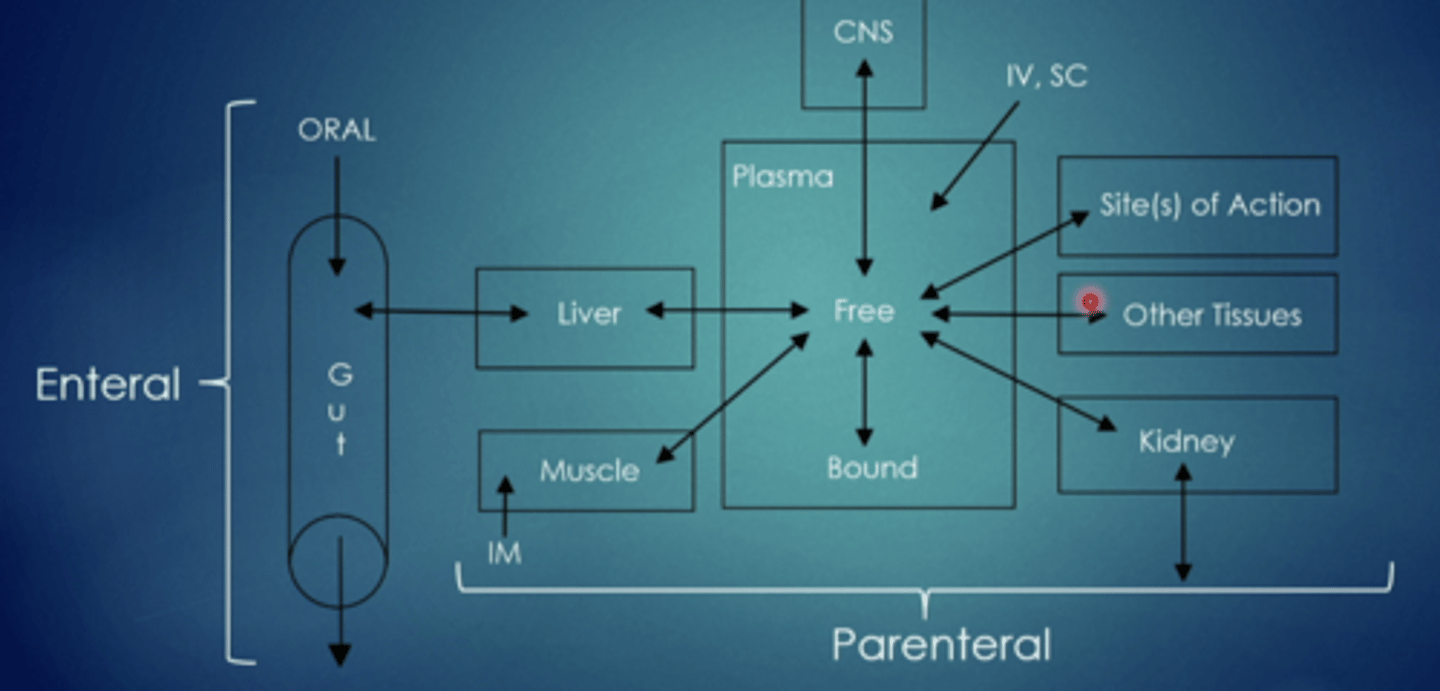 <p>transfer of drugs from site of administration to systemic circulation, intramuscular, intravenous, subcutaneous, oral, etc.</p>