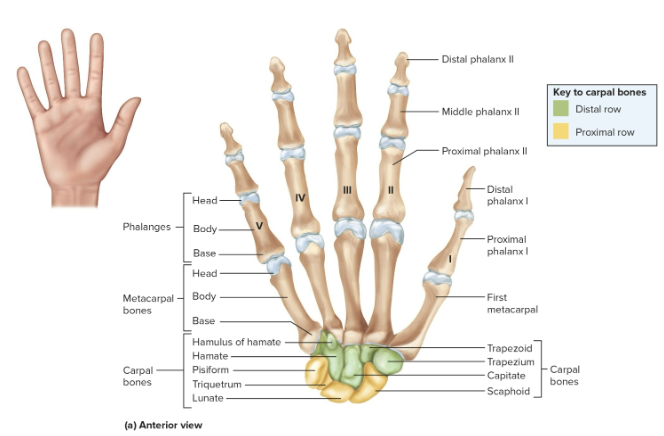 <p>Carpals</p>