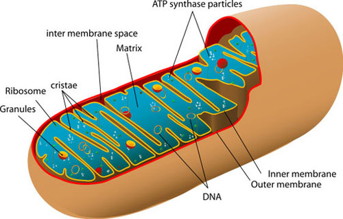 has 2 membrane and its own DNA that creates cellular energy (ATP)

Extras:
Ya' get it from yo' mama!