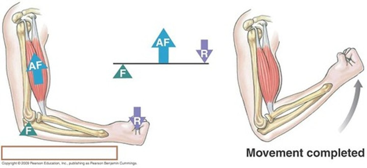 <p>the input force is between the fulcrum and the load</p>