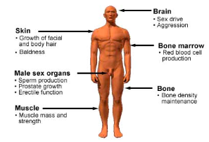 <p><strong>Hormone: </strong>testosterone</p><p><strong>Function:</strong> Growth and maintenance of male sexual characteristics and for sperm production</p>