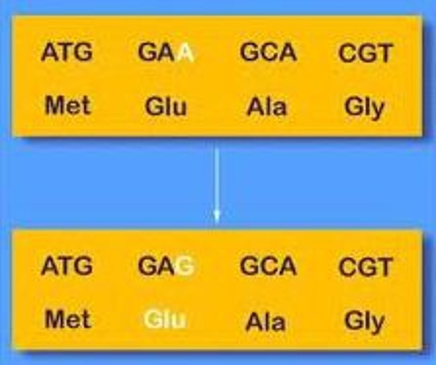 <p>A mutation that changes a single nucleotide, but does not change the amino acid created.</p>
