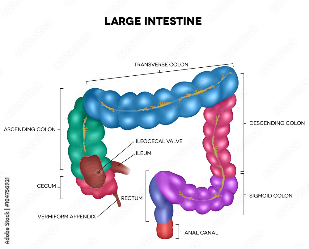 <p>It is in the RLQ of the abdomen and is a part of the large intestines</p>