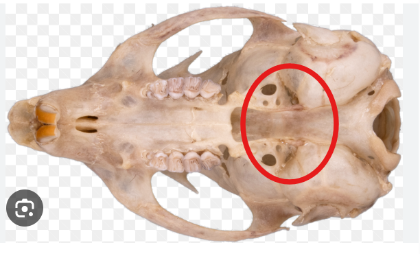 <p>Humboldt Flying Squirrel</p><p>pterygoids touch auditory bulla&nbsp;</p>