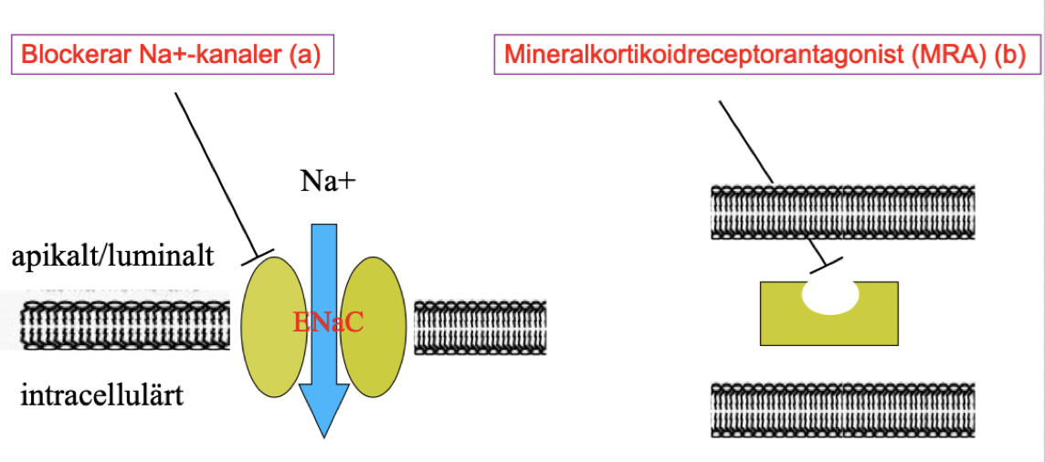 <p>A: Blockerar epiteliala natrium-kanaler (ENaC). </p><p>B: MRA, blockerar intracellulärt mineralkortikoida receptorer kompetitivt. Hämmar effekter som medieras av aldosteron → minskad retention av natrium och vatten. </p>