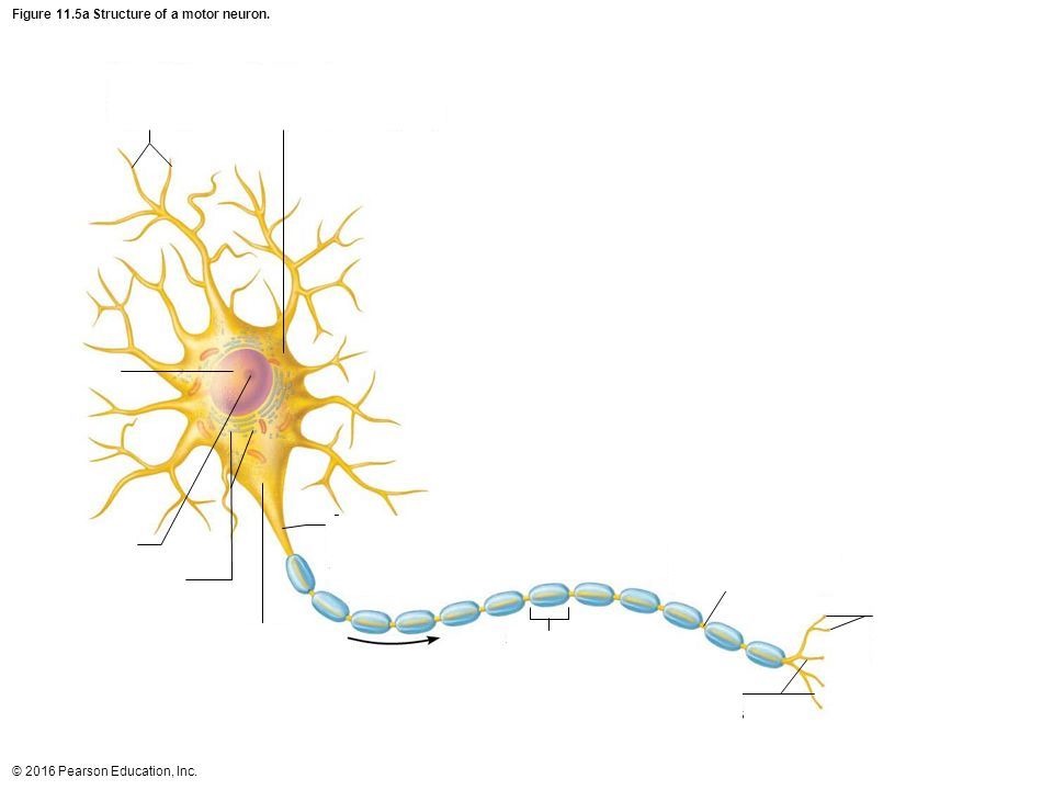 <p>Motor (Efferent) Neurons</p>