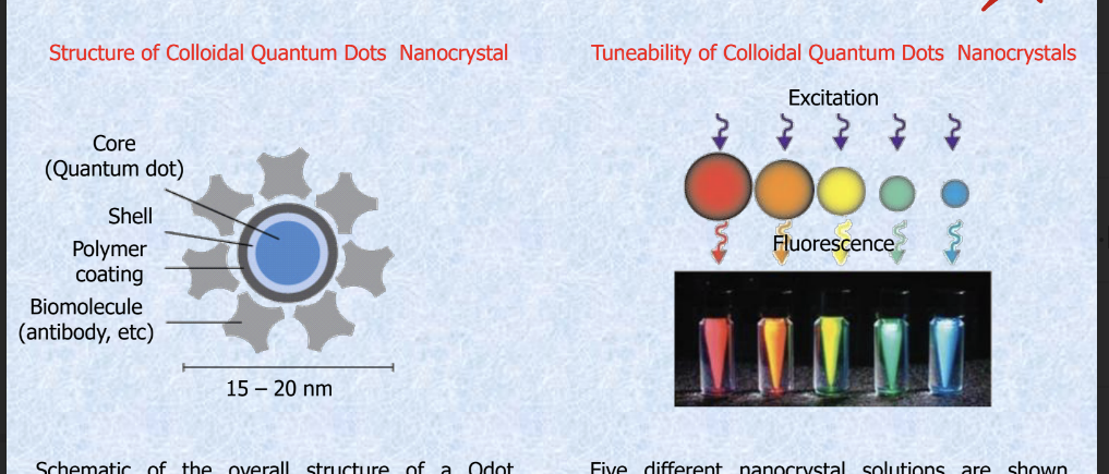 <ul><li><p>structure of colloidal quantum dots nanocrystal</p><ul><li><p>15-20 nm wide</p></li><li><p>from inside to outside</p><ul><li><p>core (quantum dot) → shell → polymer coating → biomolecule (antibody, etc)</p></li></ul></li></ul></li><li><p>tuneability of colloidal quantum dots nanocrystals</p><ul><li><p>5 different nanocrystal solutions are shown excited with the <u>same</u> long-wavelength UV length → <strong>size of nanocrystal</strong> determines the color</p><ul><li><p>largest to smallest: red → orange → yellow → green → blue</p></li></ul></li></ul></li></ul><p></p>