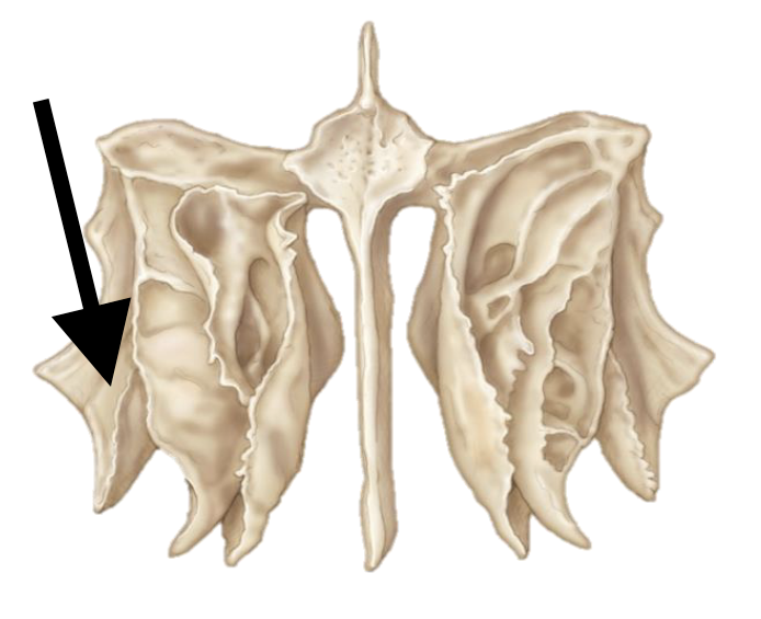 <p>Name the bone</p>