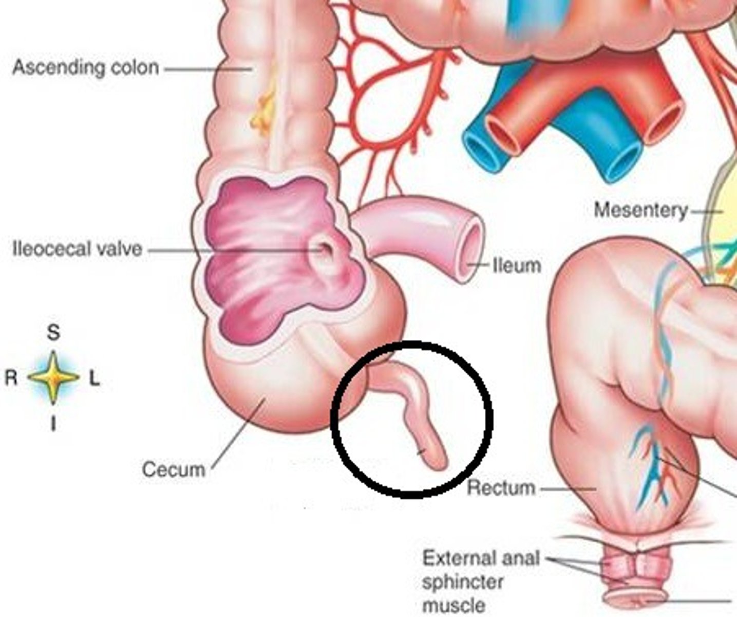 <p>a small structure attached to the caecum</p>