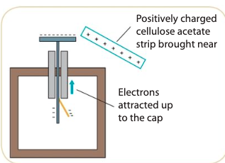 <p>Bring a positively charge cellulose acetate strip near the negatively charged metal cap. The electrons on the metal cap will be attracted more to the metal plate.  The positive charge will move down towards the golden leaf</p><p><strong><span>—&gt;The leaf will diverge less</span></strong></p>