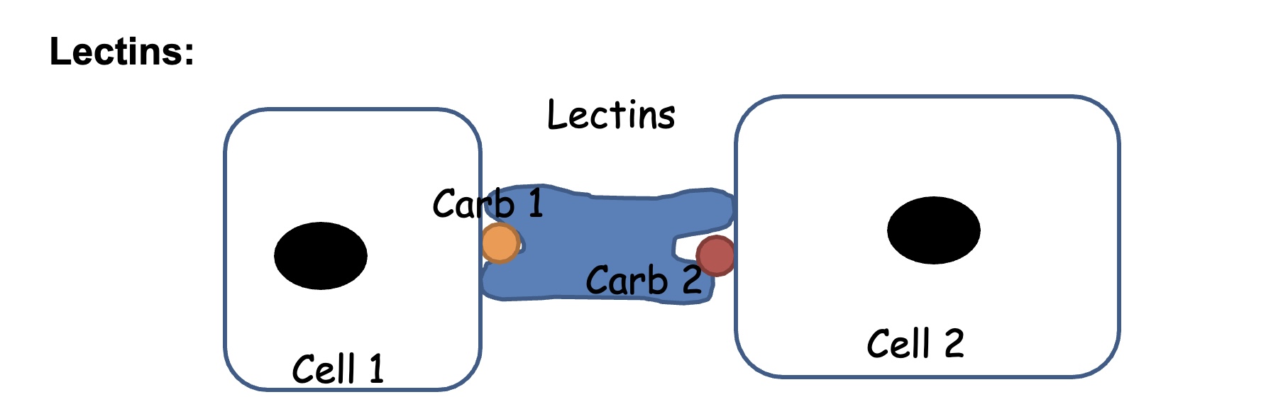 <p>Selectin: transmembrane glycoproteins that mediate the attachment between leukocytes and epithelial cells. Recognize and bind specific oligosaccharides on cell-surface glycoproteins. Responsible for “capture of circulating leukocytes in blood.</p><ul><li><p>lectins interact with sugars present in diff. cells&nbsp;</p></li><li><p>building blocks: allow cells in our bodies to stay integrated and form tissues&nbsp;</p></li></ul><p></p>