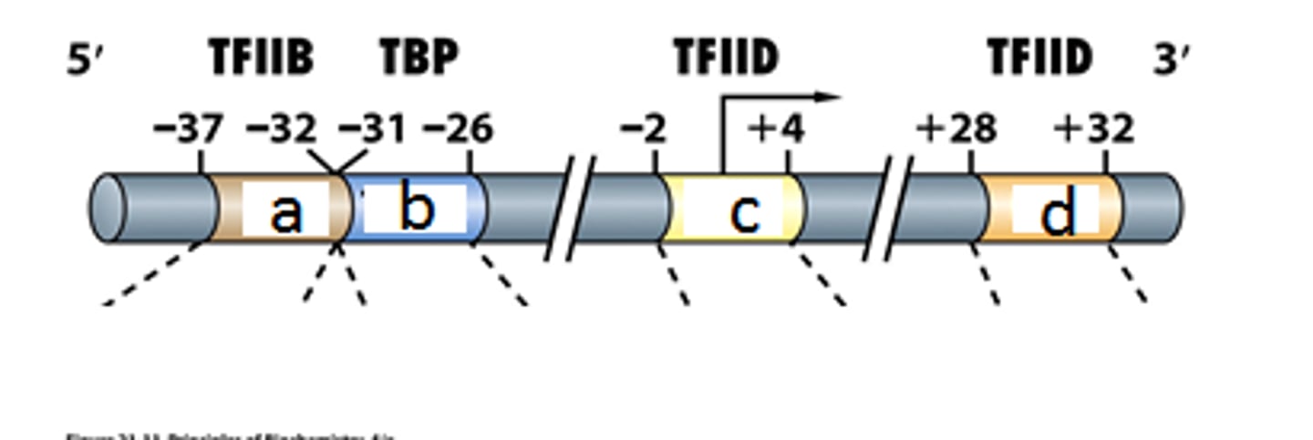 <p>Help position the polymerase correctly for transcription initiation</p>