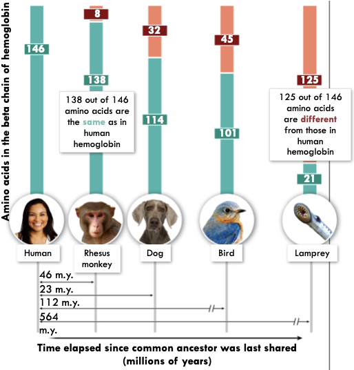 <ul><li><p>All living organisms have the same genetic code</p></li><li><p>DNA is more similar in more closely related organisms</p></li></ul>