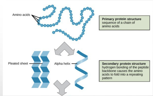 <p>amino acid sequence vs interactions between atoms of backbone (NO R GROUP INVOLVED)</p>
