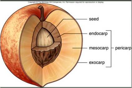 <p>Pericarp: exocarp, mesocarp, endocarp</p><p>Seed</p>