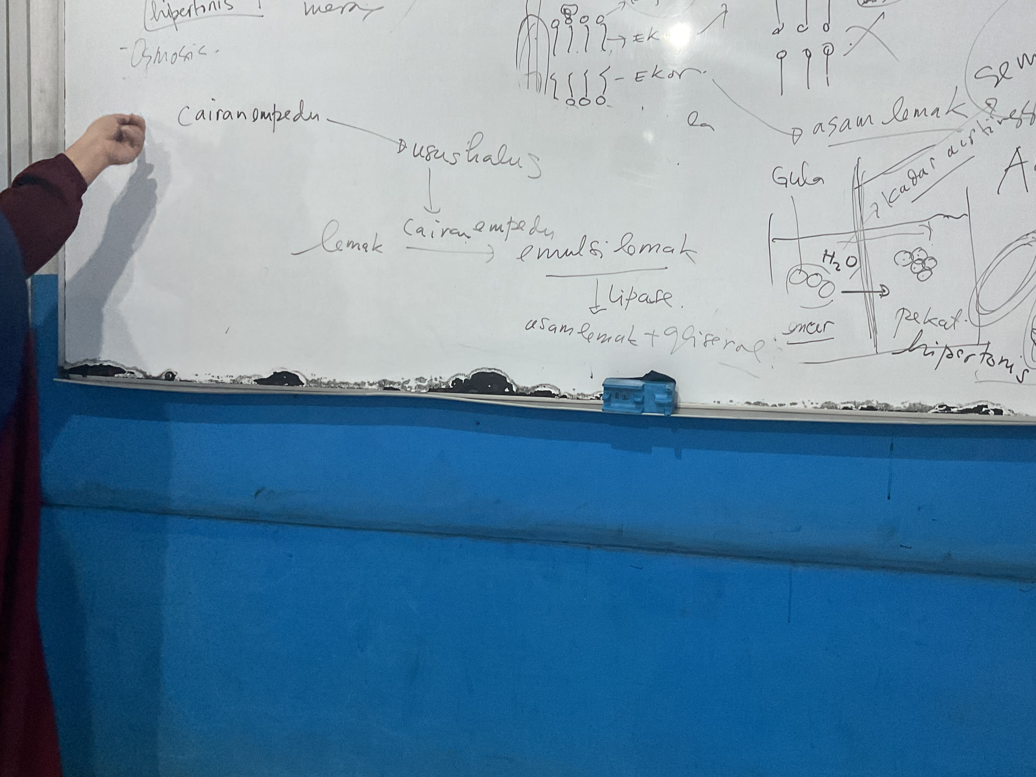 <p>Cairan empedu ke usus halus, saat masuk di usus halus, lemak sama cairan empedu bisa larut bercampur dengan air menjadi emulsi lemak. Setelah dalam bentuk emulsi lemak oleh enzim lipase diubah jadi asam lemak dan gliserol</p><p><strong>Absorpsi : </strong>proses penyerapan nutrien oleh usus melalui saluran darah dan getah bening</p>