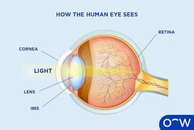 <p>Cornea</p>