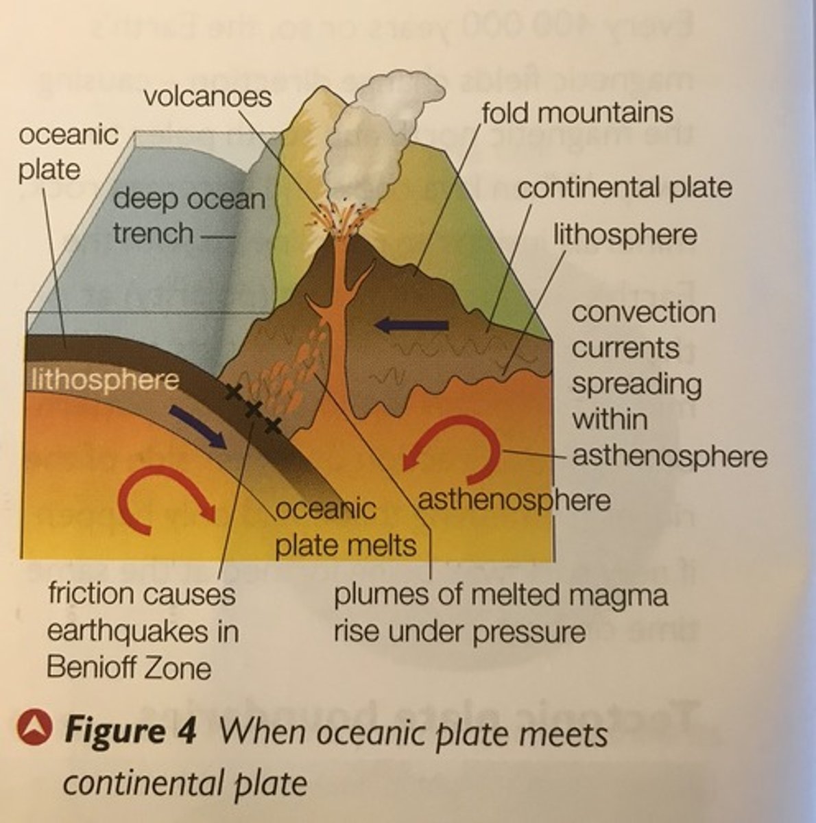 <p>Subduction, plates collide due to constant convection currents below melting plates<br><br>- continental plate = buoyant, won't sink, oceanic plate = dense and subducts under continental <br>-- forms a deep ocean trench<br><br>shallow, intermediate and deep focus earthquakes created in Benioff zone<br><br>e.g., Pacific Coast of South America</p>