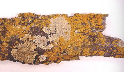 <p>which lichen growth type is this</p>