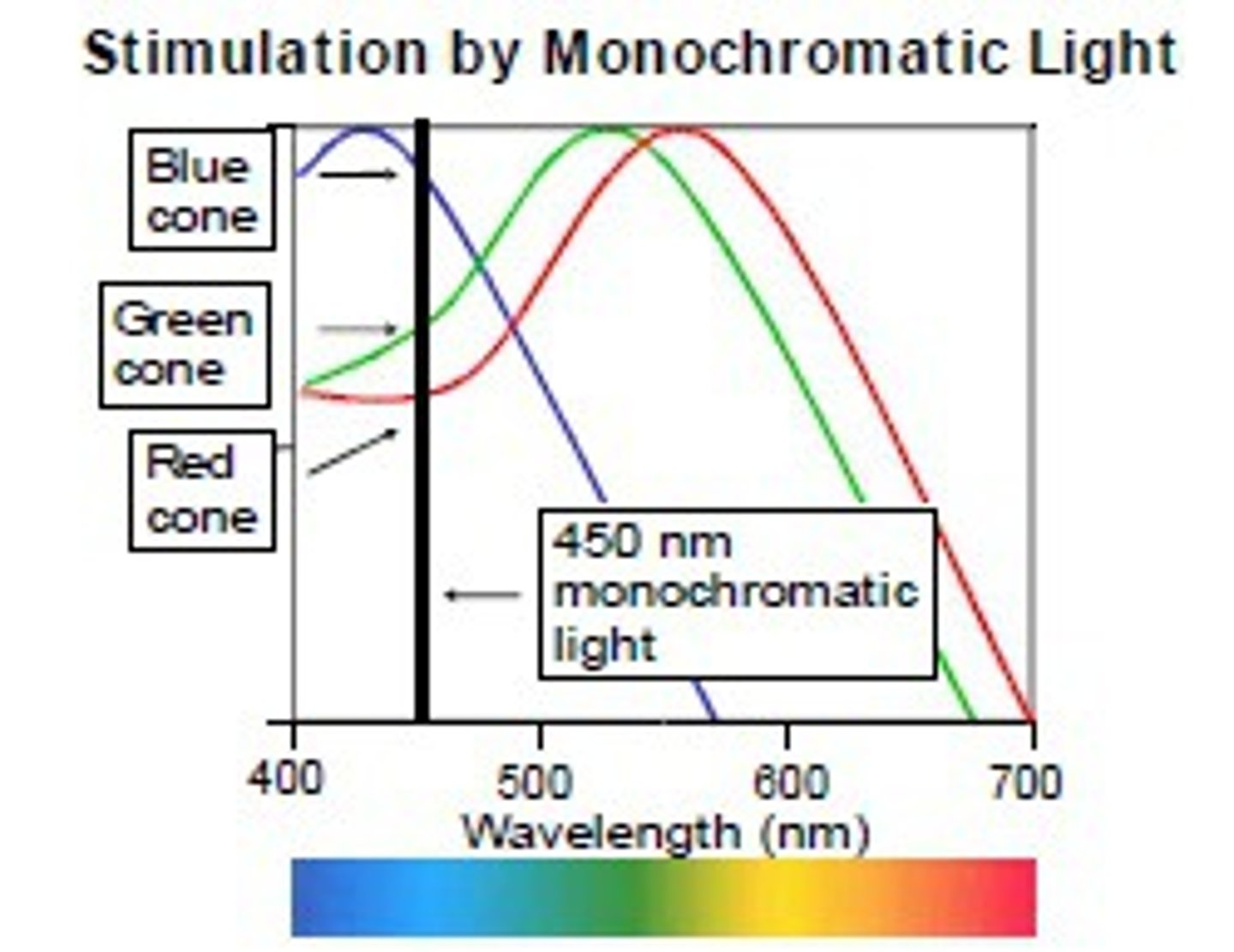 <p>S-cones detect short wavelengths ("blue" range).</p><p>M-cones detect medium wavelengths ("green" range).</p><p>L-cones detect long wavelengths ("red" range). (Their spectral sensitivities overlap)</p>