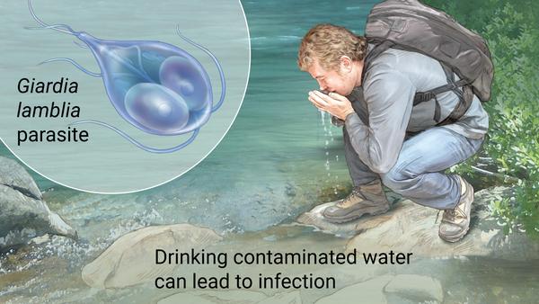 One celled organisms that can live freely or be a parasite in nature   ex. Giardia
