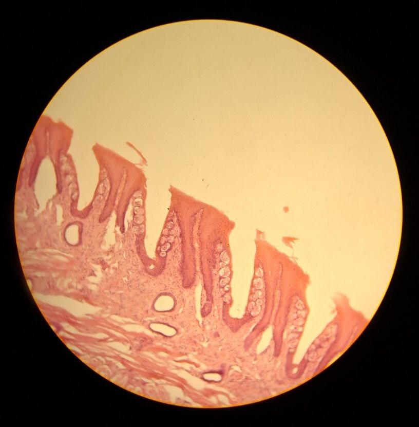 <p>Identify the tissue and mention one site</p>