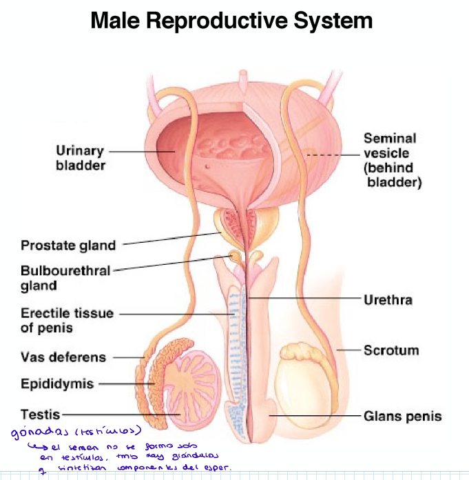 <p>El scrotum es el único órgano exterior que no está protegido, ¿por qué?</p>