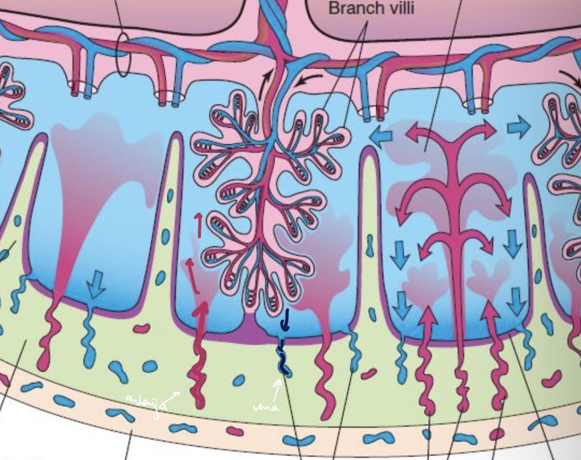 <ul><li><p>Spiralinemis arterijomis, kuriu galai atviri ir yra gimdos gleivineje, ateina motinos arterinis kraujas</p></li><li><p>Issilieja i tarpelius gaureliu</p></li><li><p>Veninis kraujas suteka i gimdos gleivines venas ir isnesiojamas po motinos organizma</p></li></ul><p></p>