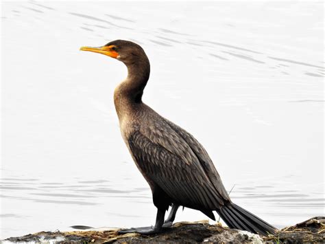 Hooked bill, red/orange chin. Stands with wings raised to dry. Black body. Males and females similar.
