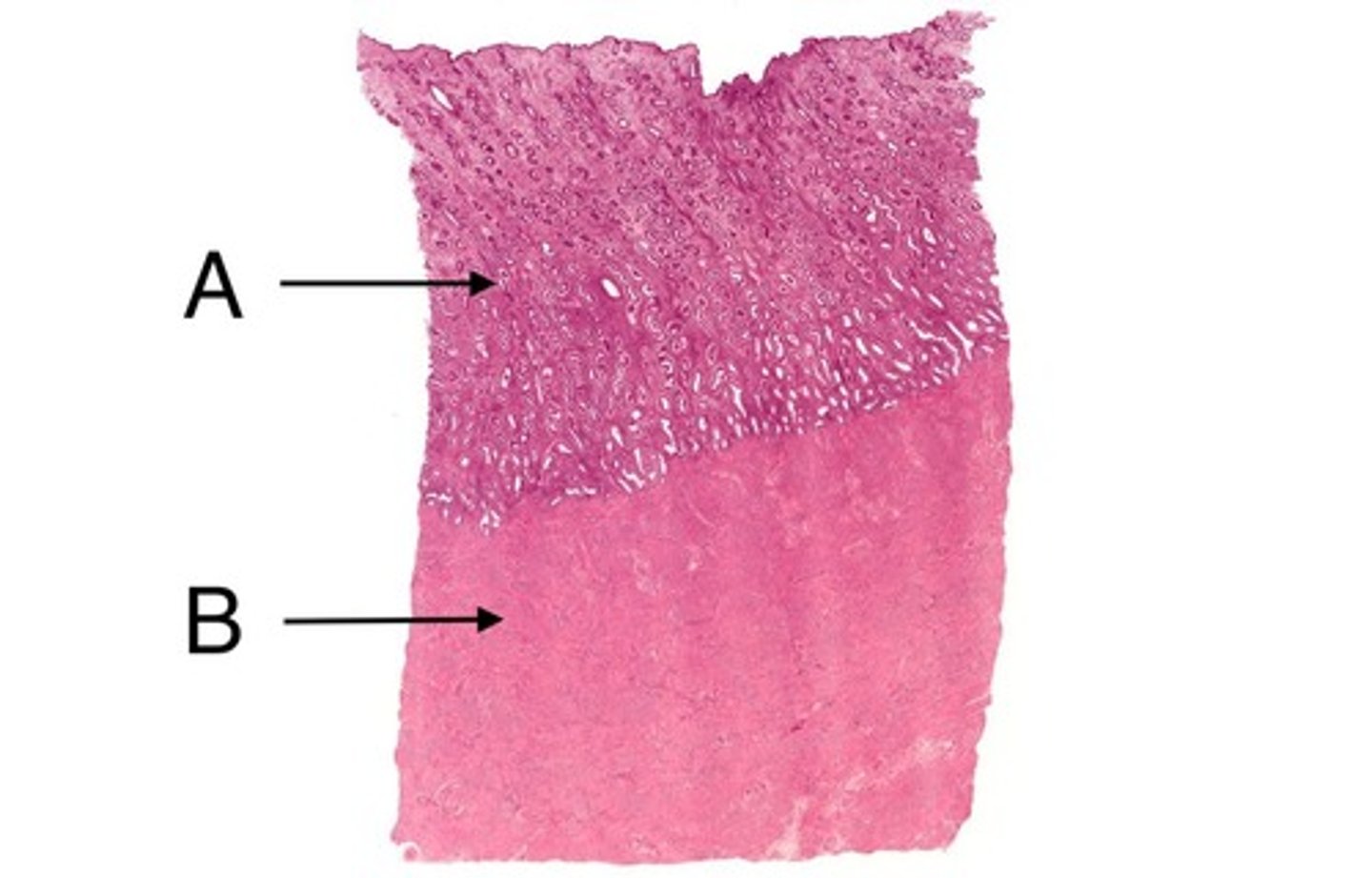 <p>name B</p>
