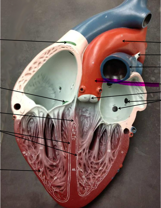 term image
