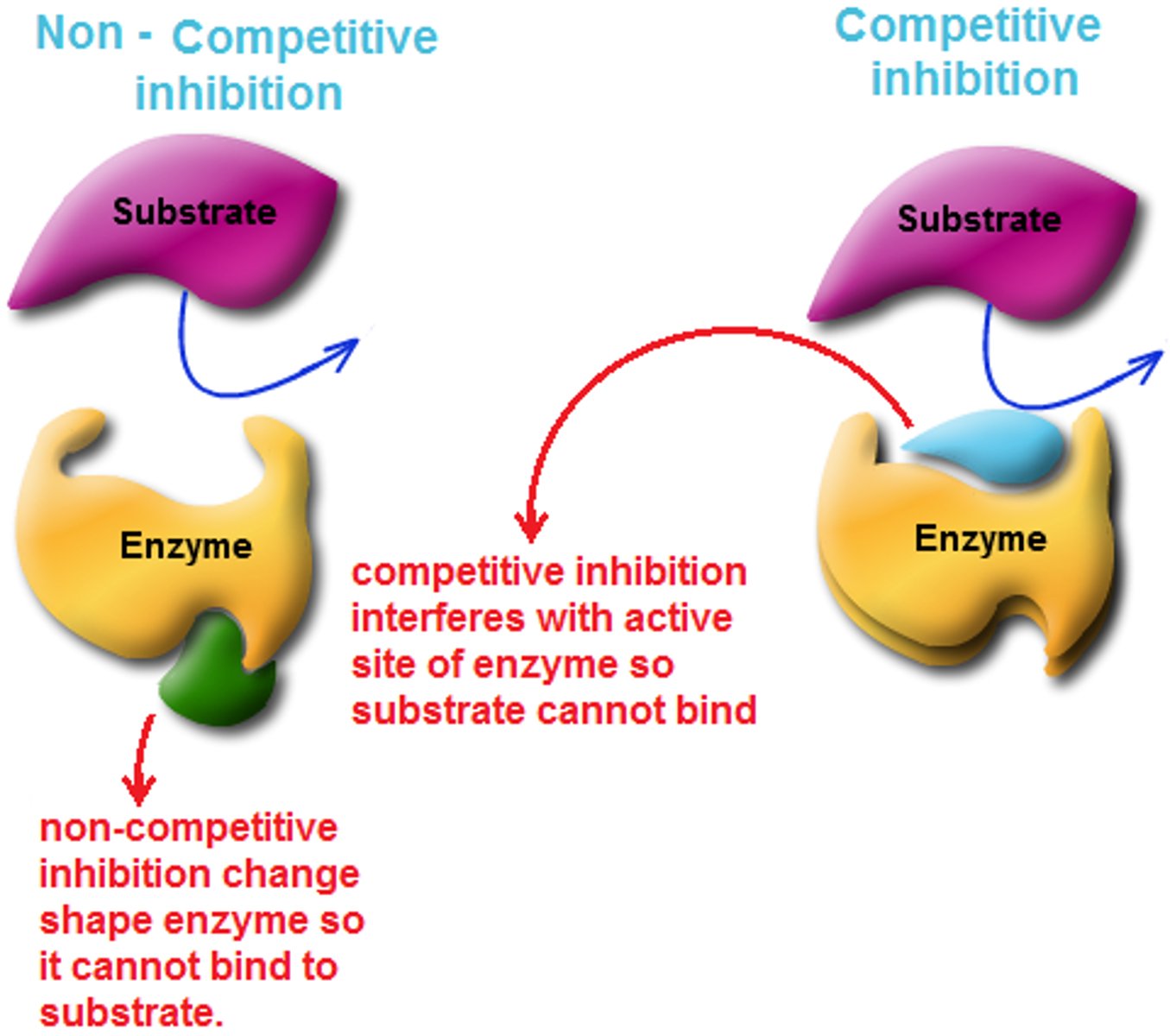<p>competitive inhibitors:</p><p>- substrate imposters</p><p>- bind to active site -&gt; block substrate</p><p>(all temporary! enzymes will return to their regular shape)</p><p>noncompetitive inhibitors:</p><p>- bind to another part of the enzyme</p><p>-&gt; shape change - alters active site so substrates cannot bind</p>