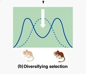<p>fitness favors phenotypes at both ends of the distribution but not the mean</p>