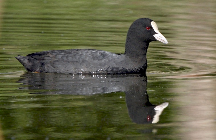 <p>zařaď živočicha do systému</p><p>Třída - řád - čeleď - druh čeština (latina)</p>