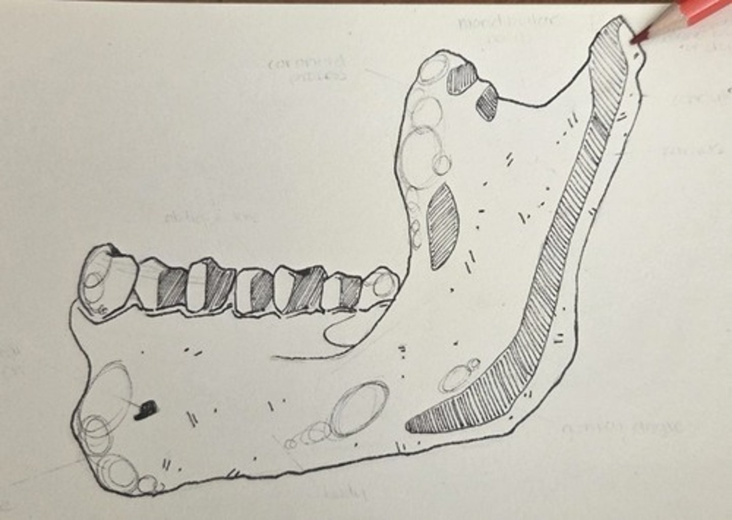 <p>the large, rounded, articular prominance on the posterosuperior corner of the ramus</p>