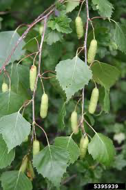<p>Betula pendula </p>