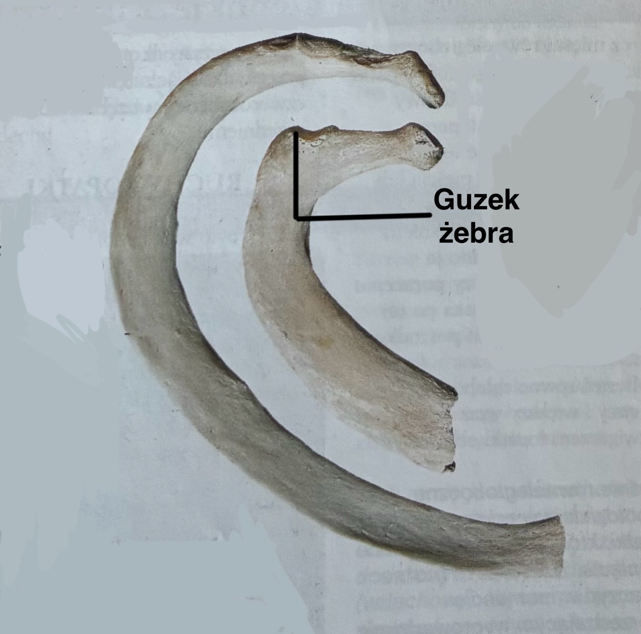 <p>Guzek żebra</p><p>(z opisem)</p>