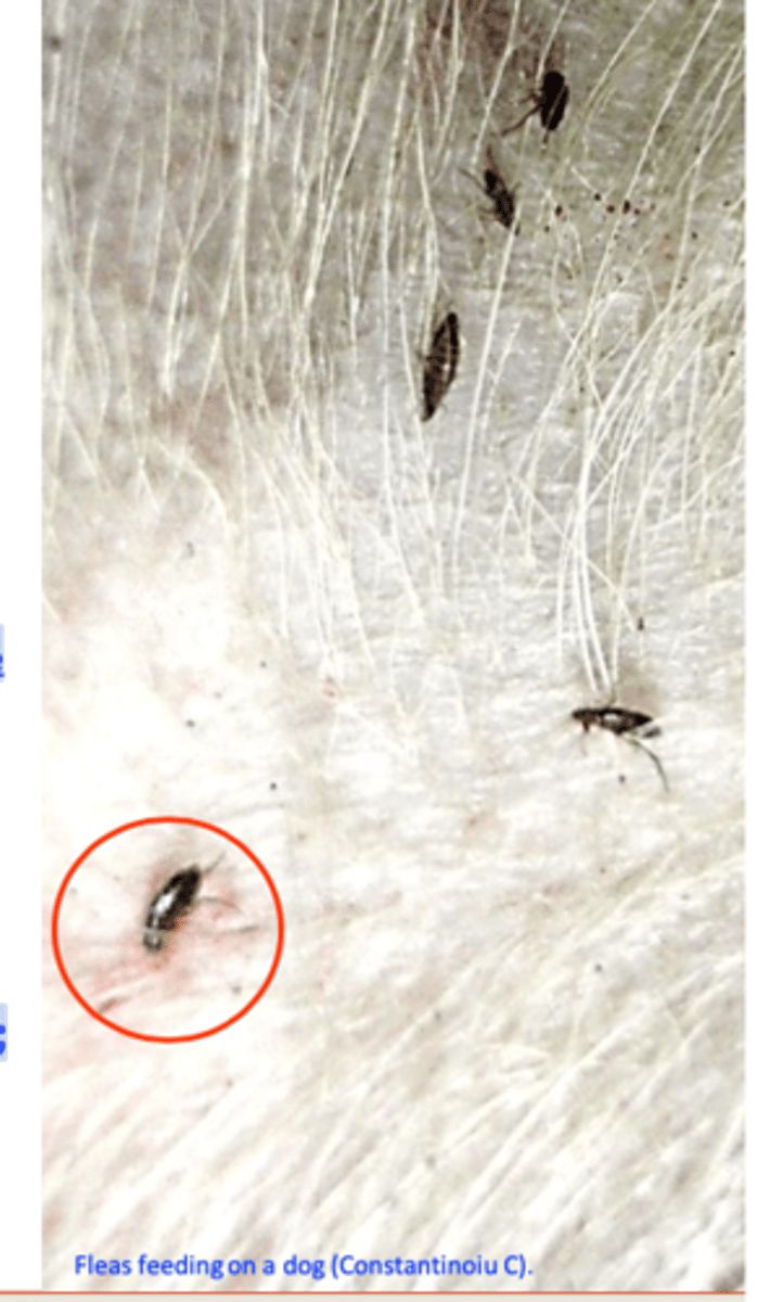 <p>• Genetic predisposition to develop allergic diseases (dogs with other allergic diseases are at high risk);</p><p>• The numbers of fleas feeding and amount of antigen injected (one flea enough?);</p><p>• Frequency of flea exposure – intermittent exposure favours the development of the FAD while continuous exposure favours immune tolerance;</p><p>• The age at which first exposure occurs - early exposure probably protects against the development of FAD;</p><p>• Presence of secondary or other concurrent skin disease; </p><p>• Effects of previous or current treatments;</p>