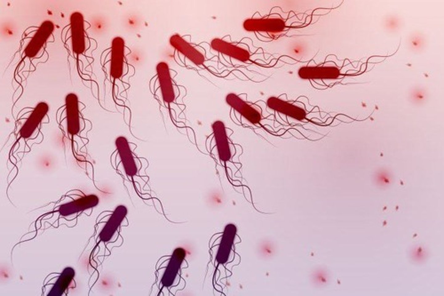 <p>Single-celled prokaryotic microorganisms.</p>