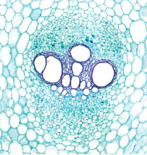 <p>Blue: Xylem or phloem?</p>