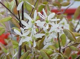 <p><em>Amelanchier </em></p>
