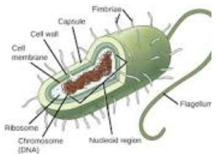 <p>Simple, unicellular organisms without a nucleus or membrane-bound organelles.</p><p>Most prokaryotes have a cell wall for an extra layer of protection, and some have a flagella or pili for locomotion. Prokaryotes are 10 to 100 times smaller than eukaryotes.</p><p><span style="font-family: hurme_no2-webfont, -apple-system, BlinkMacSystemFont, sans-serif">found only in the domains Bacteria and Archaea</span></p>