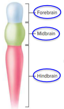 <ul><li><p>During development, the CNS forms from a long tube. </p></li><li><p>The lumen of the tube remains in the adult brain as a fluid-filled space. </p></li><li><p>The fluid-filled space, known as the ventricular system, is filled with CSF and provides a important landmark in the NS.</p><ul><li><p>∴The entire brain is formed from the walls of the hollow tube. </p></li></ul></li><li><p>As the brain grows, the shape of the central space changes from a simple tube to its complex adult form. </p></li></ul><p></p>