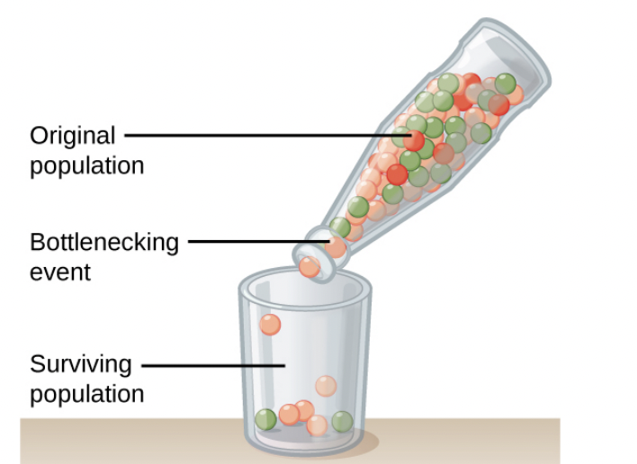 bottleneck effect
