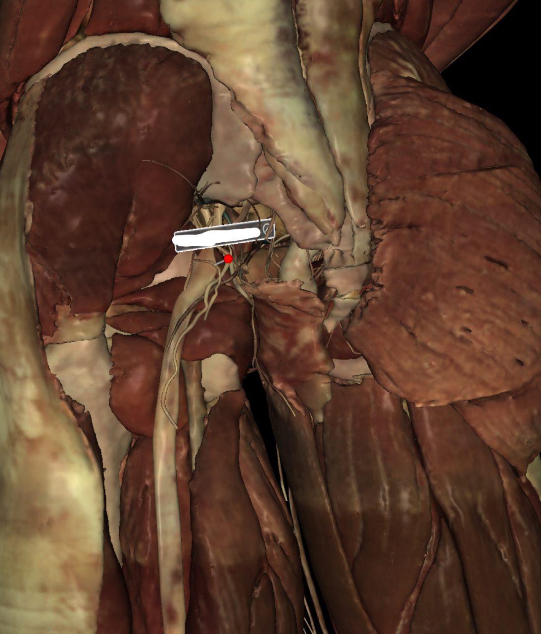 <p>Identify the Structure</p>