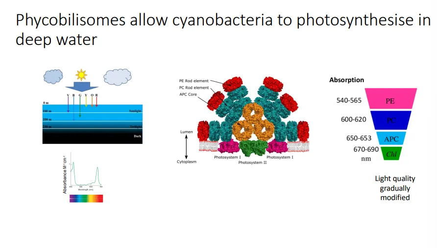 <ul><li><p>in <strong>cyanobacteria</strong>, the<strong> antenna complex</strong>, which is positioned on top of the reaction centre in the photosystems, is called the <strong>phycobilisome</strong></p></li><li><p>it is made up of <strong>different pigments</strong>, not chlorophyll, called<strong> bilin chromophores</strong>- these are open-chain tetrapyrroles synthesised from heme, which are incorporated into different protein complexes: PC, PE and APC</p></li><li><p>this means the antenna complexes have<strong> different absorption properties</strong>, which allows cyanobacteria to expand their light-absorbing capacity for a<strong> deeper marine environment</strong></p></li><li><p>water absorbs red light (long wavelength) the most, whereas blue and green (shorter wavelength) are transmitted further</p></li><li><p>the <strong>phycobilisomes specialise in absorbing shorter wavelength light</strong> (which chlorophyll can’t), and as the light is <strong>channelled </strong>towards the chlorophyll of the reaction centre, the <strong>wavelength is increased </strong>(by resonance energy transfer)</p></li></ul><p></p>