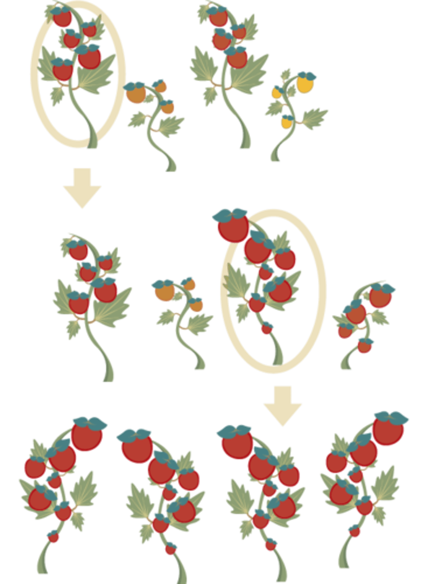 <p>from existing stock, select the ones with the characteristics you are after</p><p>breed them with each other</p><p>select best of the offspring and breed them together</p><p>continue process over several generations , and the desirable trait gets more desirable</p><p>eventually, all offspring have the desired characteristics</p>