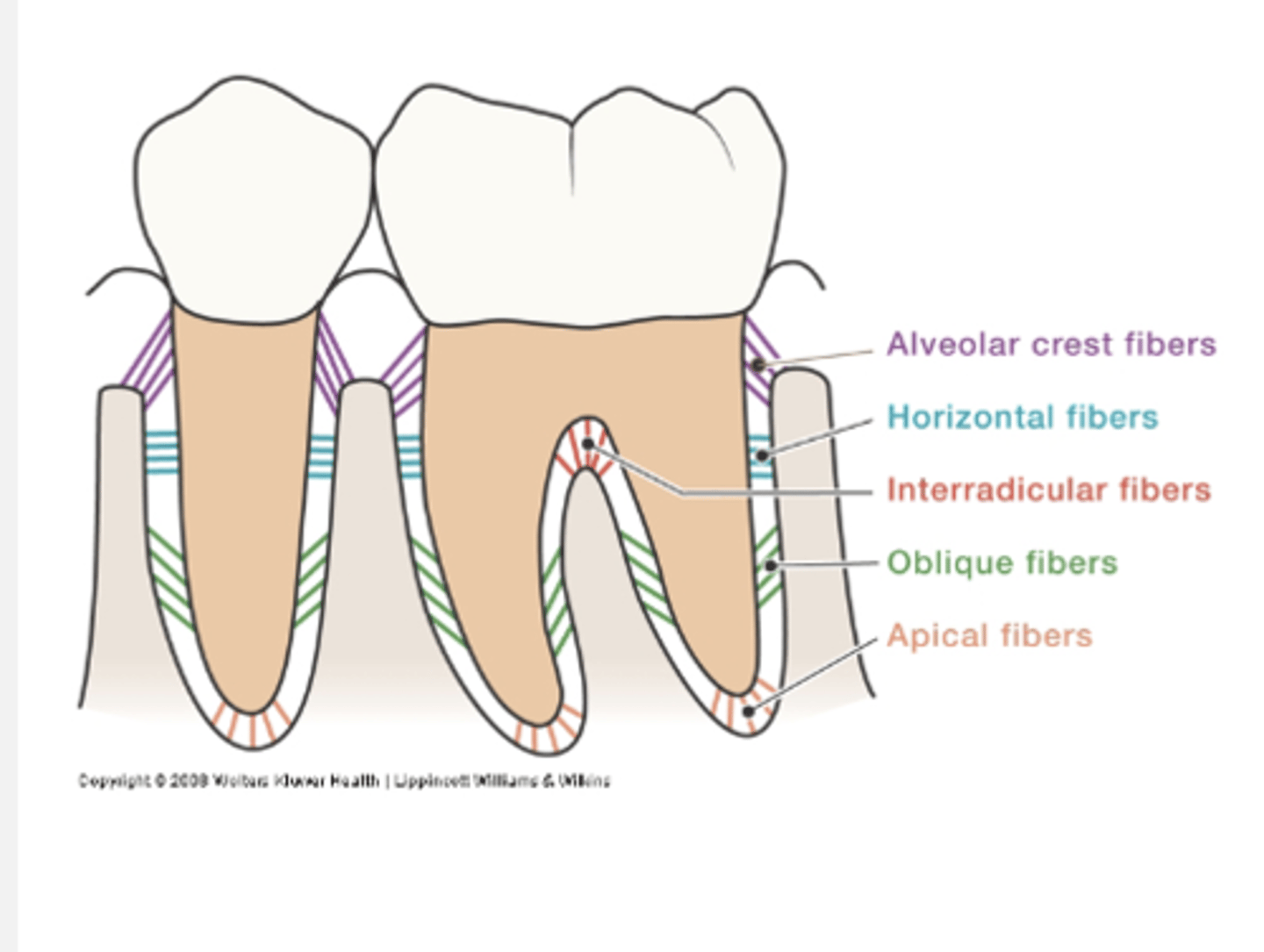 <p>Horizontal direction</p><p>Resist lateral pressures</p>